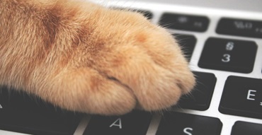 education_portal_tile_paw-on-keyboard